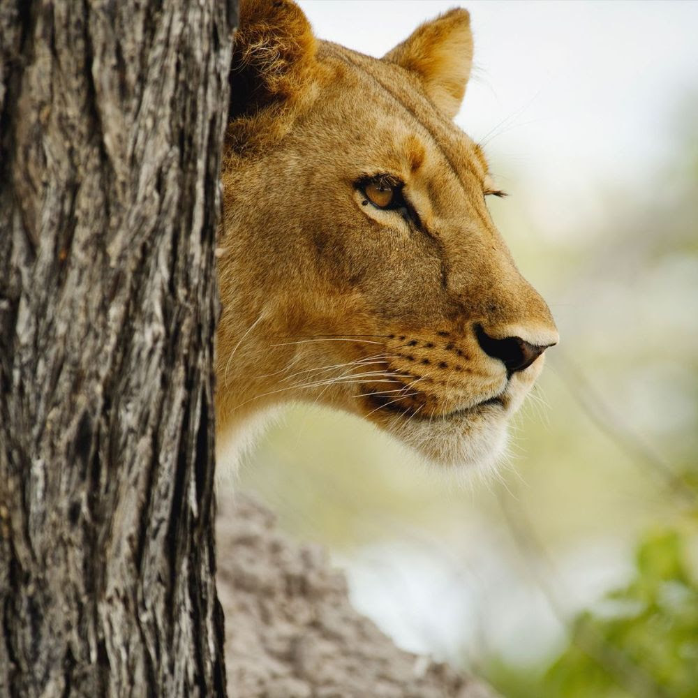 Beneber Africa luxury safari tent overlooking the savanna at sunset.